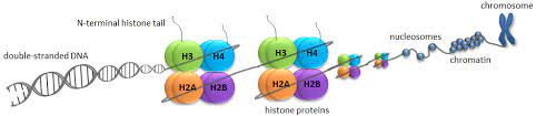 Histone acetyltransferases, also known as hats, are a family of enzymes that acetylate the histone tails of the nucleosome. Histone Modifications What Is Epigenetics