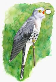 Image result for Diclis tenella