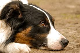 Le feci del cane | colore, consistenza, diarrea, muco & costipazione. Border Collie Caratteristiche