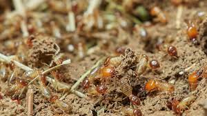 When most individuals encounter pest problems, their first reaction is to call the exterminator. How Often Should A Termite Inspection Be Done Sydney S Best Pest Control