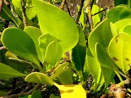 Image result for Ceriops