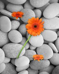 9 шагов на пути к вечной жизни скачать бесплатно Orange Gray Wall Decor Home Photo Art Surreal Photography Picture Daisies Stones Orange Grey Grey Wall Decor Photo Art