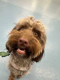 I had alluded in a comment earlier about the human animal bond. I wanted to  follow up