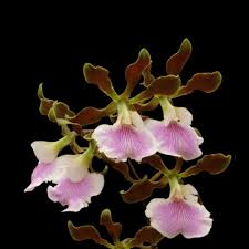 Image result for Barleria randii