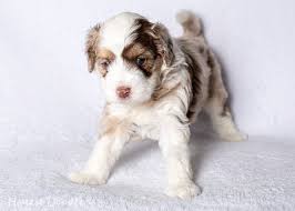 Red Merle Aussiedoodle Puppy 4 Weeks Old Aussiedoodle Puppies Aussie Puppies