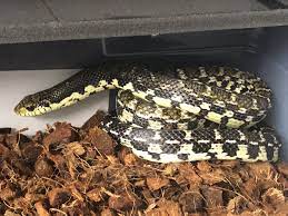 Madagascar and the comoros islands size: Madagascar Giant Hognose Colubrids Morphmarket Reptile Community