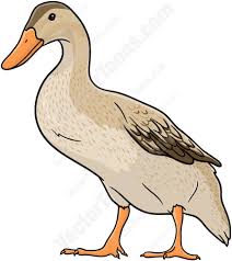 In north america found mostly near mexican border, but has increased in numbers recently, partly because it will use nest boxes put out for it. Brown Duck With Orange Beak And Feet Duck Illustration Duck Drawing Cartoon Clip Art