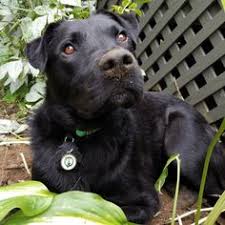 Free shipping on orders over $25 shipped by amazon. 260 Elbie Ideas In 2021 Gotcha Day Larry Bird Black Lab