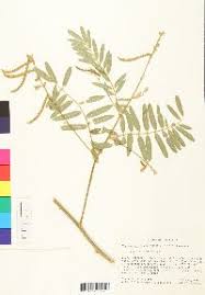 Image result for Tephrosia polystachya