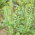 Image result for Lepidium bonariense