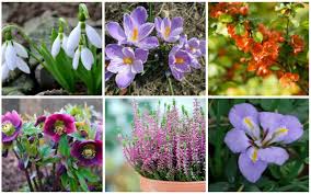 Cut flower garden love with la otra flora! Gorgeous Winter Flowering Perennials Garden Lovers Club