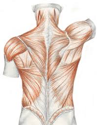 Anatomical diagram showing a back view of muscles in the human body. Muscle Anatomy Lower Back Anatomy Drawing Diagram