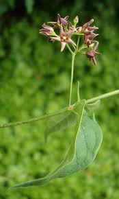 Image result for Vincetoxicum apiculatum