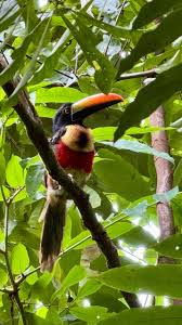 Image result for Pasaccardoa procumbens