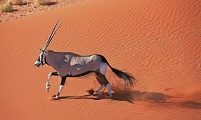 The most important factors for growth are water and temperature. Deserts Habitats Wwf