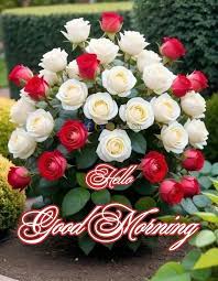 Flowers with good morning - 🌹Beautiful Flowers🌹Good Morning🌼🌻 #83shubh 🍀🌷 | Facebook