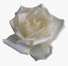Not only is this showy, reblooming variety known for its. White Rose Png By Pngimagesfree White Rose Png White Flower Aesthetic Png Transparent Png Kindpng