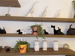 Image result for Plectranthus mandalensis