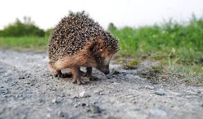 Winterschlaf An Der Hauptstrasse Das Geheime Leben Der Igel Igel Tierspuren Niedliche Tiere