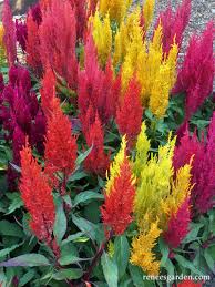 Image result for Celosia pandurata