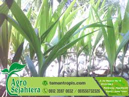 Ia merupakan kelapa hibrid yang dihasilkan daripada pendebungaan silang ketinggian pokok matag boleh mencapai 15 meter. Benih Kelapa Matag Jabatan Pertanian Bibit Kelapa Cepat Berbuah