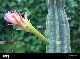Image result for Cereus jamacaru