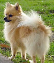 Chihuahua Dog Chihuahua Dogs Chihuahua Long Haired Chihuahua