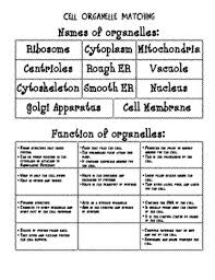 You are to design your own model of the inside of an animal cell. Paper Plate Animal Cell Model By Kaitlin S Creative Classroom Tpt