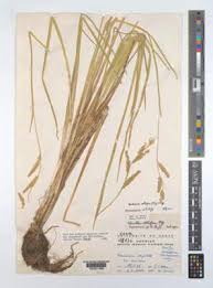 Image result for Echinochloa brevipedicellata