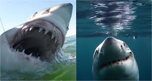 Bull sharks are arguably the most dangerous shark of all. What Types Of Sharks Are In South Carolina 5 Popular Sharks Ranked