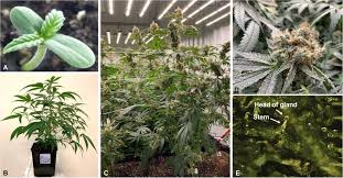 Weed and pest control problems often seem to pop up overnight. Frontiers Cannabinomics Application Of Metabolomics In Cannabis Cannabis Sativa L Research And Development Plant Science