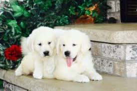 Why choose mn english golden? 3 Best Golden Retriever Breeders In Minnesota 2021 We Love Doodles