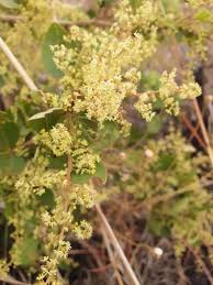 Image result for Searsia tomentosa