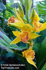 Image result for Phaius