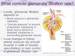 An estimated gfr test (egfr) can tell your doctor how well. How Does The Kidney Work What Controls The Rate And Concentration Of Urine Review Nephron In Kidney Steps In Urine Formation And Concentration Glomerular Ppt Download