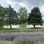Purple Moon Lavender Farm Bloom Fest and Butterfly...