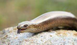 It is dark brown in color with a crown of lavender tentacles and has a length of up to about 7.5 centimeters (3.0 in). Slow Worms Britain S Most Unusual Lizards Natural History Museum