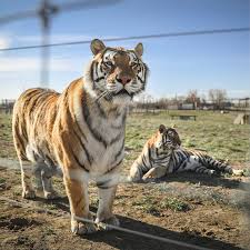 He is definitely one of the main attractions of the. Why Tiger King Is Not Blackfish For Big Cats The New York Times