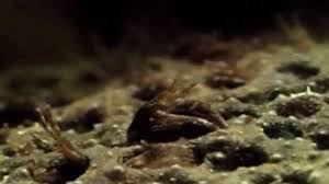 An aquatic south american toad with a flat body and long webbed feet, the female of which carries the eggs and tadpoles in pockets on her back. Surinam Toad Childbirth Trypophobics Need Not Apply Iflscience