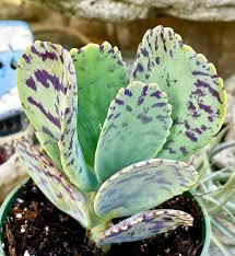 Image result for Kalanchoe marmorata