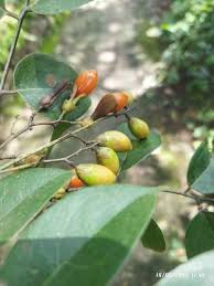 Image result for Rourea