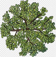 Tree plan png tree top view png tree trunk png palm tree leaf png pine tree silhouette png tree of life png. Plant Top View Trees Top View Png File Hd Png Download 1070x1082 1247620 Png Image Pngjoy