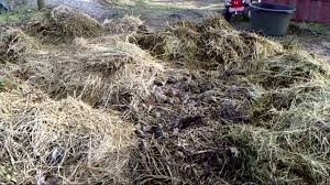 Schafe Halten Richtig Futtern Ausmisten Was Man Wissen Sollte Bevor Man Schafe Halt Youtube