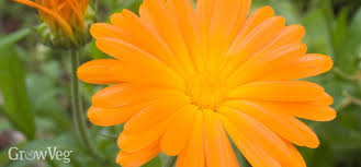 More than 8 dried calendula flowers at pleasant prices up to 28 usd fast and free worldwide shipping! The Many Uses Of Calendula