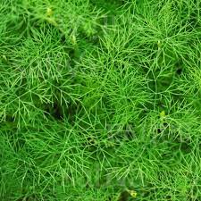Annuals have showy blooms all season long, while perennials generally have less flashy flowers for a period of two to eight weeks (which may appear in the beginning, middle or end of the growing season). Dill Buy Organic Seeds Online Herbs Sativa Online Shop