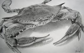 How many legs does a crab have on each side? Maryland Blue Crab Pencil Drawing Maryland Blue Crab Pencil Drawings Crab