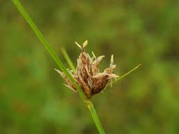 Image result for Bolboschoenus