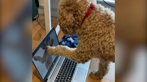 Angela merkel looking uncomfortable throughout her meeting with putin as his large black labrador wandered around the meeting room. See Dogs React To A Christmas Song Created Just For Them Cnn Video