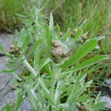 Image result for Gnaphalium unionis