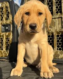 Southern Stryker Gun Dogs...